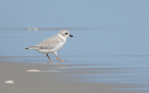 A light gray bird with orange legs stands in the calm surf