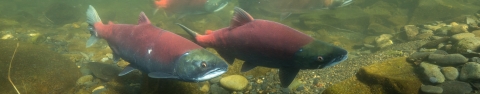 Two sockeye salmon that have turned from blue backed to orange red indicating spawning.