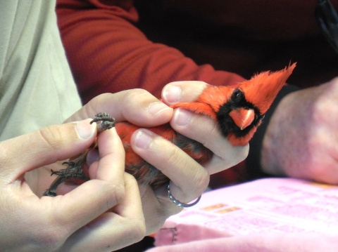 Northern cardinal being banded by a volunteer