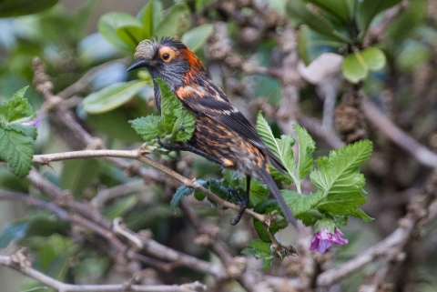 An ‘ākohekohe sits on a branch. It has a black body with orange patches strewn throughout its body. An orange circle outlines its eye. 