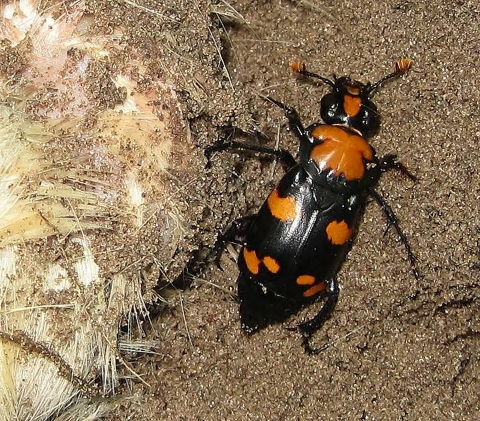 American Burying Beetle