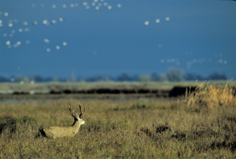 black tailed deer in grass with white geese flying in background