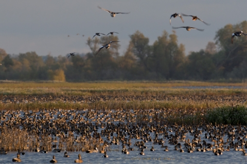 ducks and geese mostly in water with 9 flying. trees in background