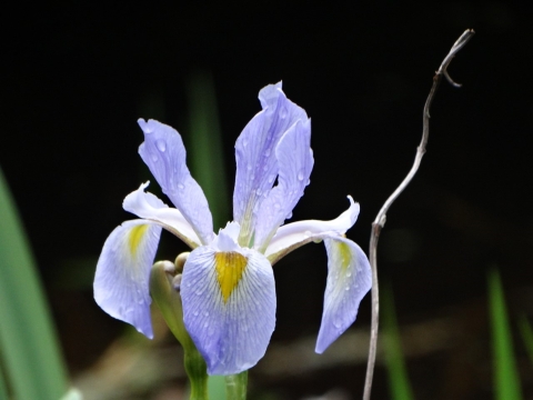 Purple, white and yellow iris flower with moisture on the petals