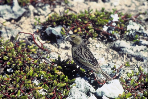 A Laysan finch on rocks and spots of green vegetation around. 
