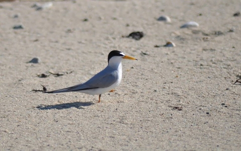 A Least Tern on a beach. 
