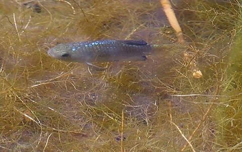 Male Desert pupfish