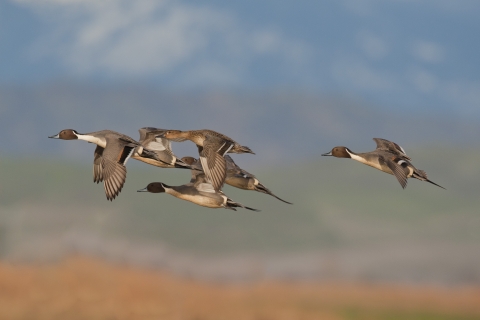 six pintails in a courtship flight