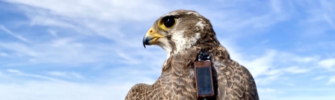 Prairie falcon with transmitter