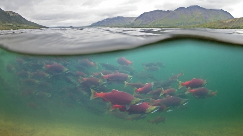 Sockeye Salmon