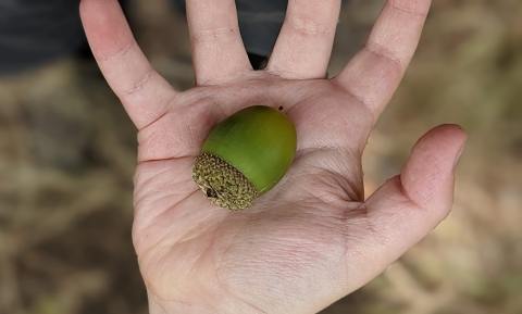 A child's hand holds a green acorn in its palm