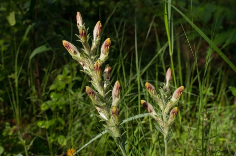 Fuzzy yellow and purple flowers emerging from a green grass-like stalk.