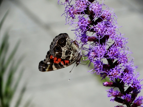 A brown butterfly with a hint of red in the wings perches on a vivid purple spike of flowers