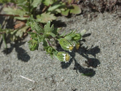 green plant with white and yellow flowers