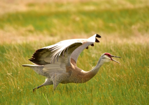 Greater sandhill crane on Seedskadee National Wildlife Refuge