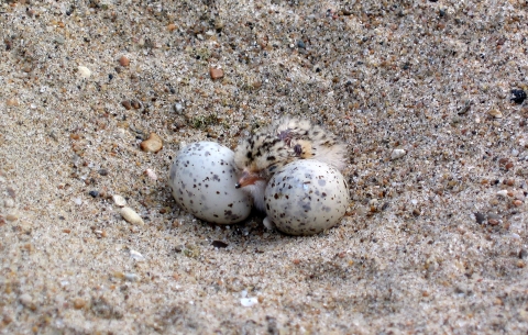 Close up of a least tern hatching on a beach.