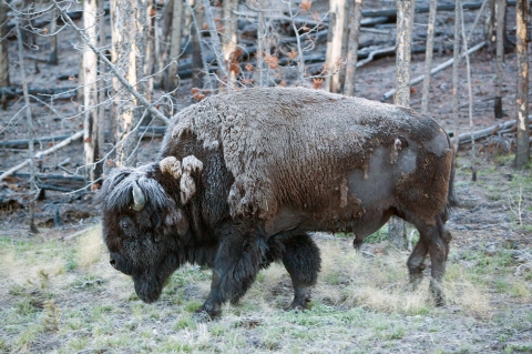 Adult bison