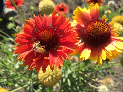 Bee on a composite blossom