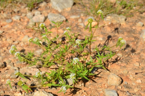 small shrub with green leaves and white flowers on rocky clay soil. 