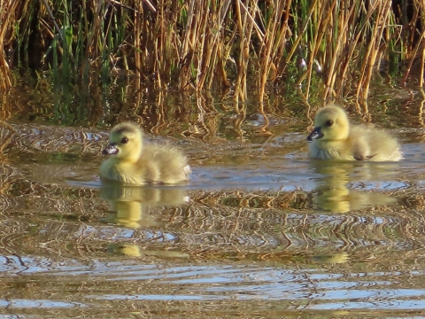 Two yellow goslings floating in water surrounded by tall grass