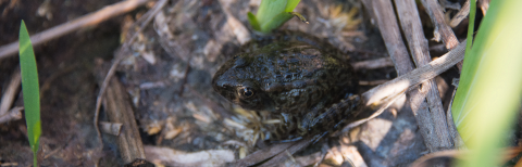 Dark adult frog on the ground surrounded by grasses