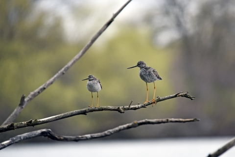 Two birds perched on a branch