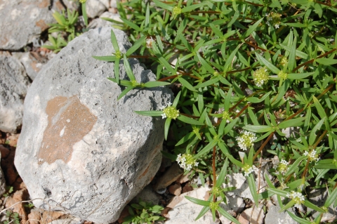 Shrub with a small, white flowerhead and 3 to 4 long green leaves growing below each flower head. Limestone rocks also visible