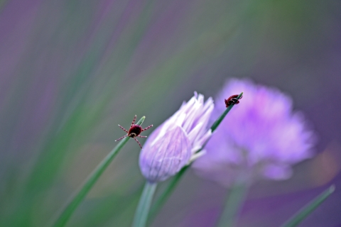 American dog ticks on a chive plant