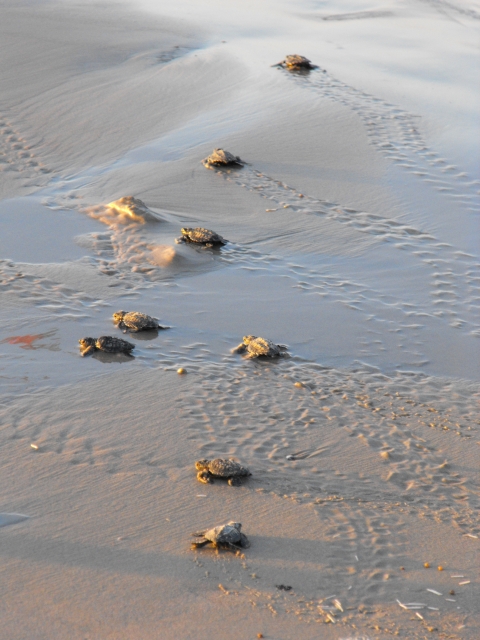 eight baby sea turtles on wet sand at a beach