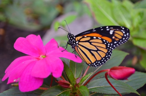 Monarch butterfly on a bright magenta flower with a flower bud in the foreground