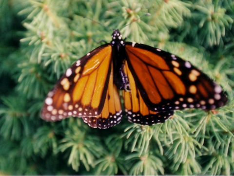 Monarch butterfly