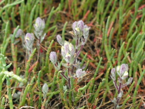 A group of purple-tinged, tubular flowers with yellow tips.