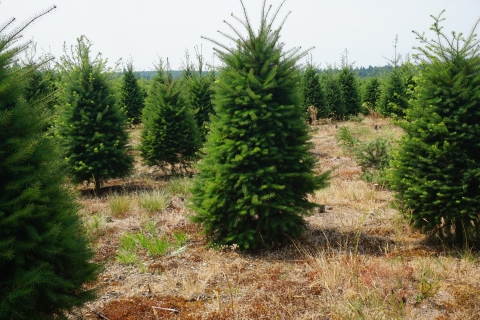 Small coniferous trees at a tree farm