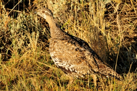 Greater Sage-Grouse 