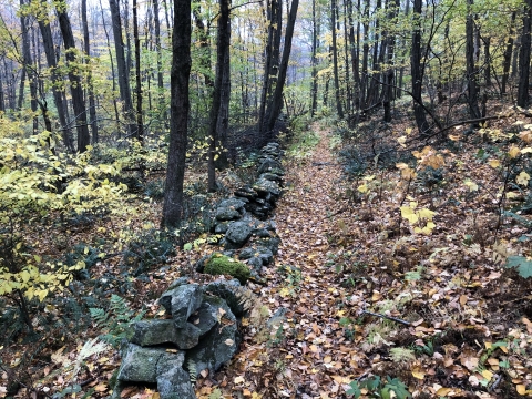 A trail leads into the forest along a stone wall through the autumn leaves.