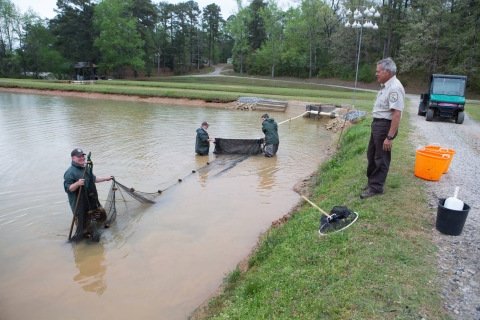 Hatchery staff checking for channel catfish