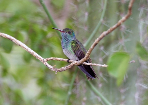 Honduran emerald perched on a small branch. 