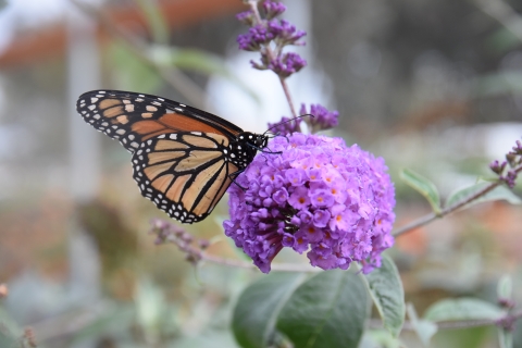 an orange butterfly on a purple flower