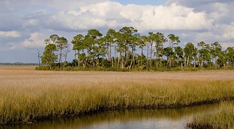 Pine Island in coastal saltmarsh