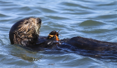 a sea otter floats on its back holding a crab