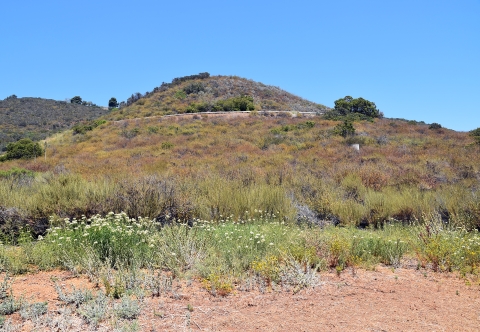 hill covered entirely with green and brown plants