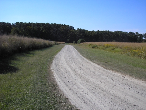 A gravel road winds through grassland to a forest