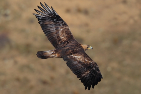 A golden eagle in the wild