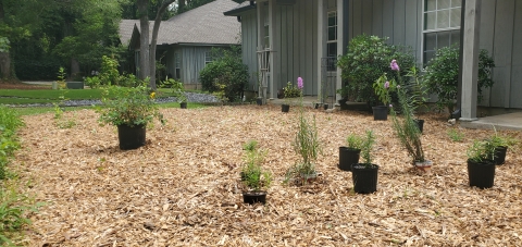 Plants in pots sitting in mulch where they are to be planted in front of office.