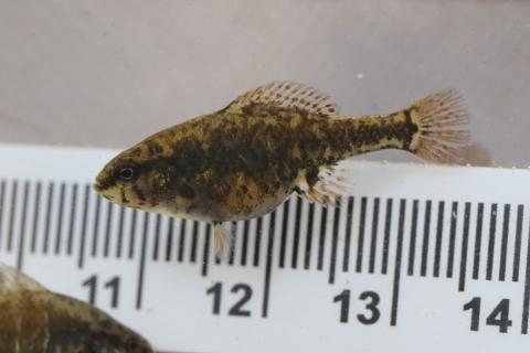 Marbled brown fish being measured. Nose of fish is at the 10.5 centimeter mark and the tail is at the 13.5 centimeter mark