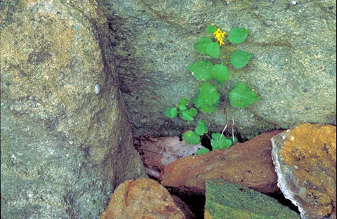 White-haired Goldenrod growing up against rocks.