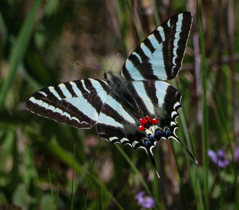 Blue, white & black swallow tailed butterfly on green plant