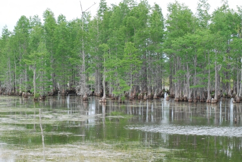 Cypress swamp