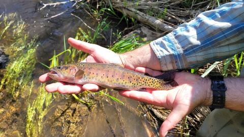 A medium shot of a person's hands holding a brown, red and gold trout with dark spots. 