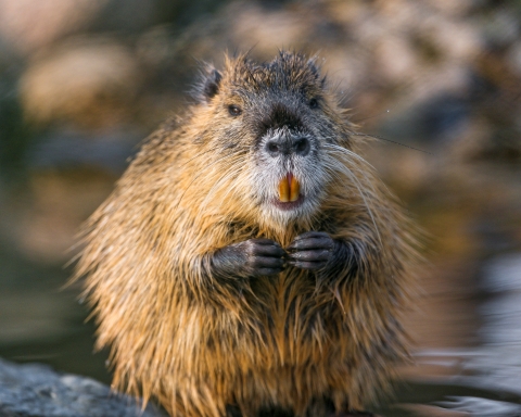 A nutria sitting on its hind legs exposes its large, orange teeth